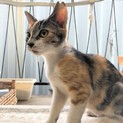 食いしん坊でやんちゃなさくらねこちゃんの里親募集