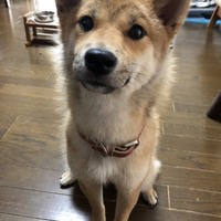 こむぎ