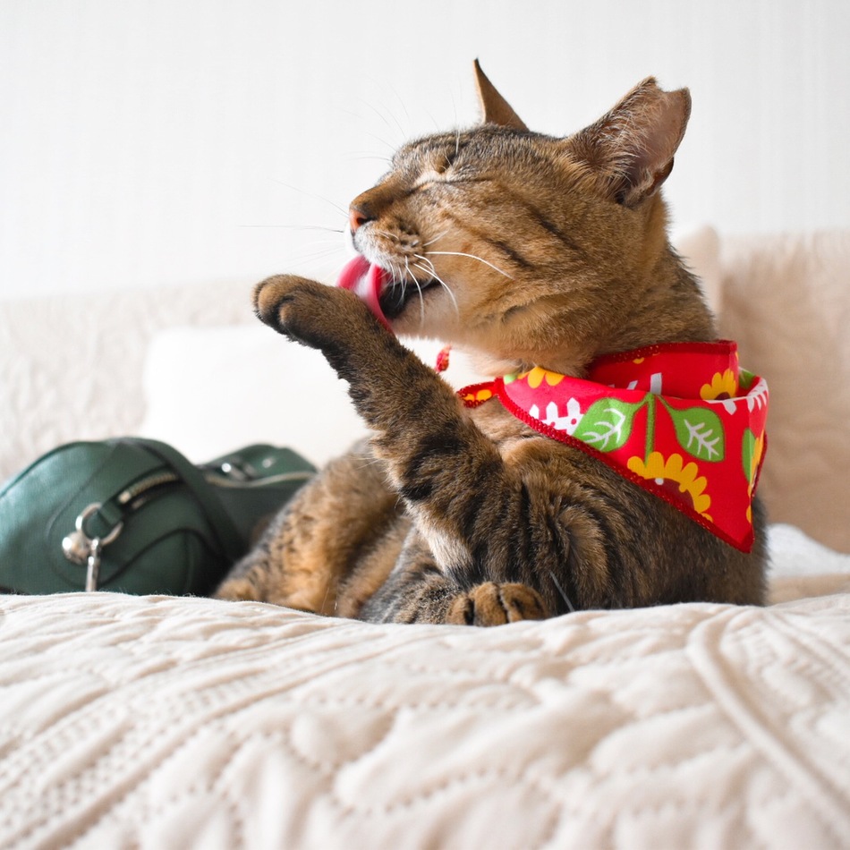 Cocoのカバー写真
