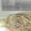 すっぽん の里親を探しています