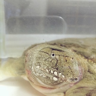 すっぽん の里親を探しています