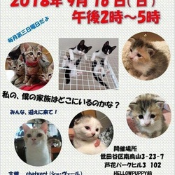 猫の里親会＠芦花公園