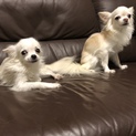 白いチワワの兄弟です。
