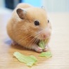 の写真