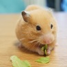 ハムト