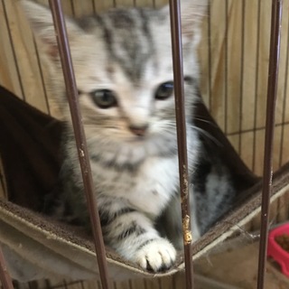 アメリカショートヘヤー子猫雌猫