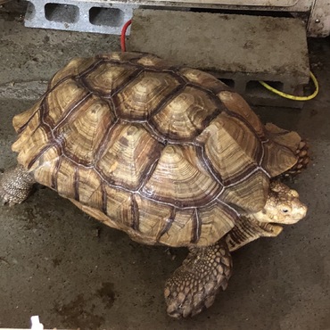 お掃除より先にごはんくださいっっっ！