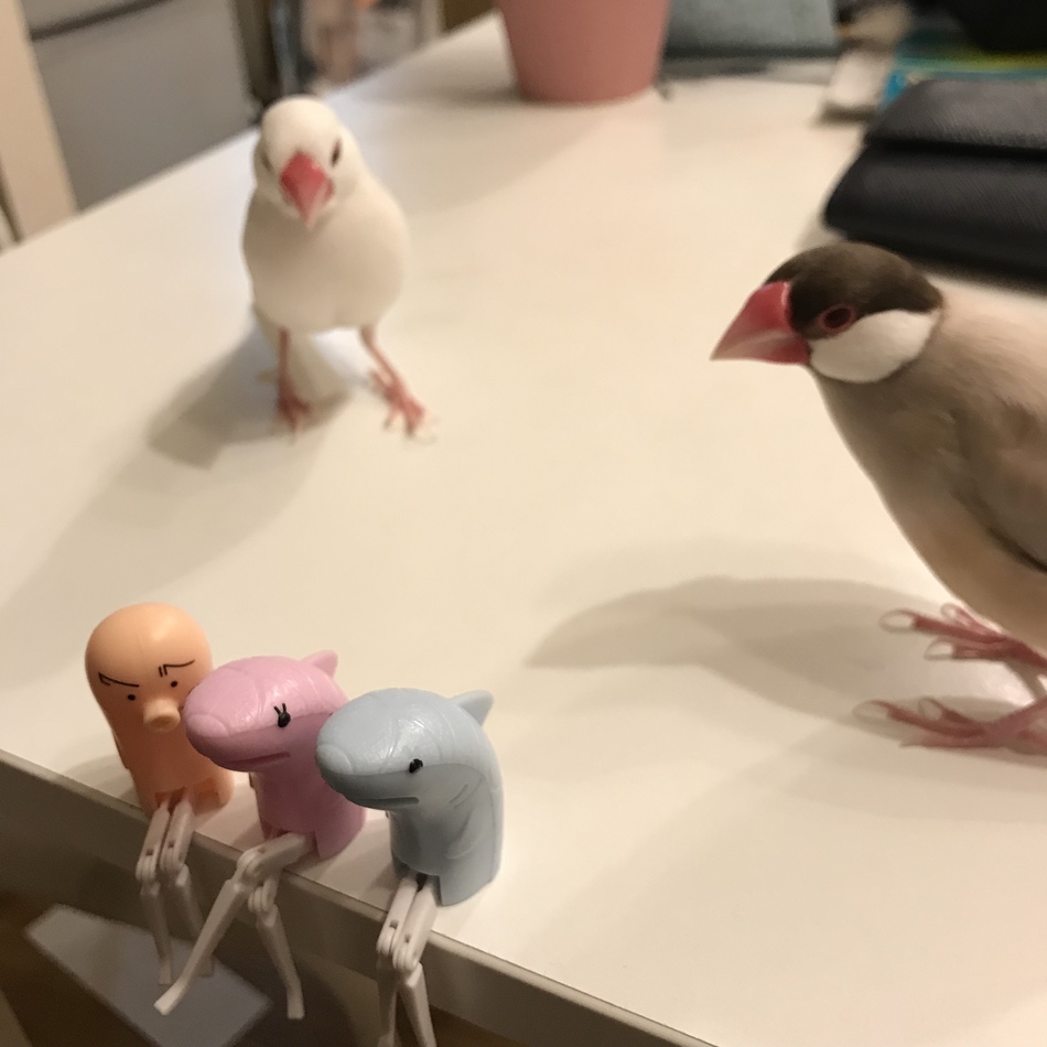 ももちゅんのカバー写真