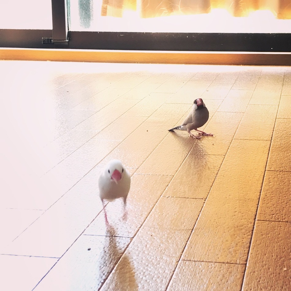 てばちゅんのカバー写真