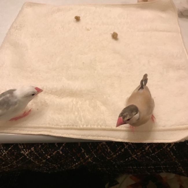 ももちゅんのカバー写真