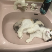 おもち
