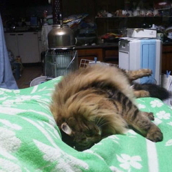 「地震の被災生活5日目」サムネイル1