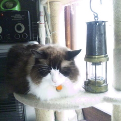 「地震の被災生活5日目」サムネイル2