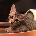 パッチちゃん