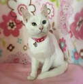 しらすちゃん