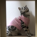 アメショーの里親募集(一歳の男の子)
