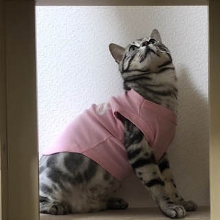 アメショーの里親募集(一歳の男の子)