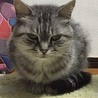アガスティア