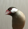 里親募集してます。優しい方おねがいいたします。