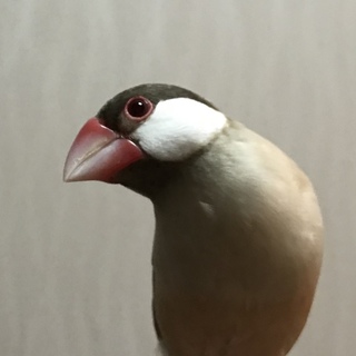 里親募集してます。優しい方おねがいいたします。