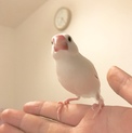優しい飼い主さん探してます。