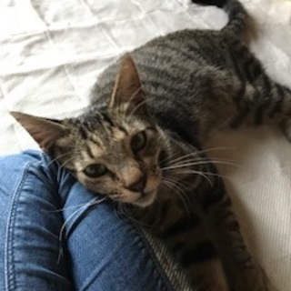 キジトラ1歳くらいの男の子シンちゃん