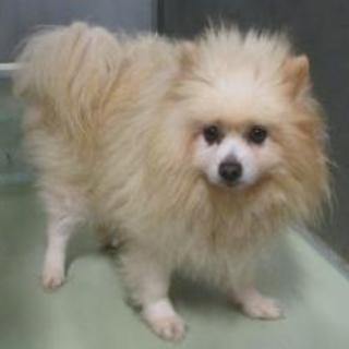 人懐こいポメラニアン