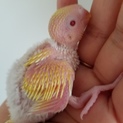 セキセイインコのヒナ