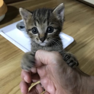 お目目くりくり可愛い男の子