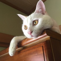 ぼの