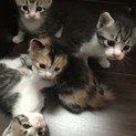 里親募集中