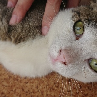 とても人馴れした温厚な子です！