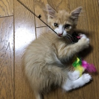 癒(いや)ちゃん
