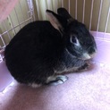 うさぎ里親さん募集中