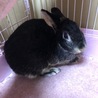 うさぎ里親さん募集中 サムネイル1