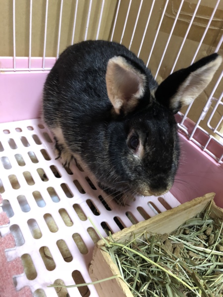 うさぎ里親さん募集中 サムネイル2