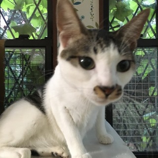 【いんげん】おかげ様で里親様が決まりました！