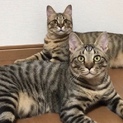 キジトラ 猫 出来れば兄弟共