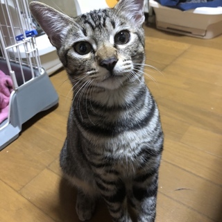 生後半年すぎてますが里親募集