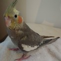 甘えん坊のオカメインコ