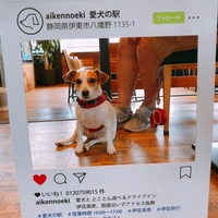 きなこ