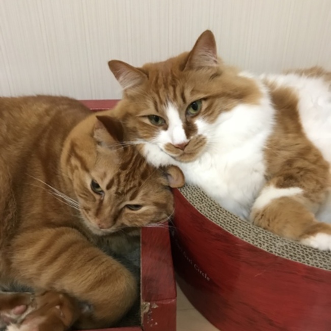 くーたそのカバー写真