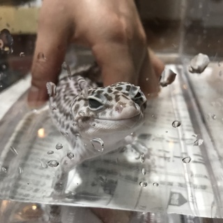 ヒョウモンマダラトカゲもどき