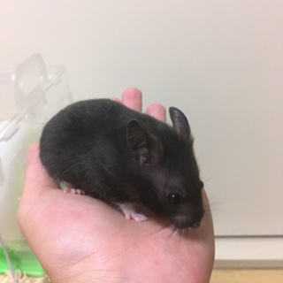 クロクマハムスター 女の子」愛知県 - 小動物の里親募集(227433 
