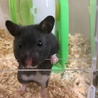 クロクマハムスター 女の子 サムネイル2