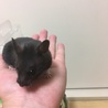 クロクマハムスター 女の子 サムネイル3