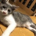 元気で可愛い猫ちゃんです！
