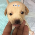 スワロ君♡ １ヶ月 