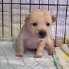 ヴィヴィアンちゃん♡ 7週齢 サムネイル2