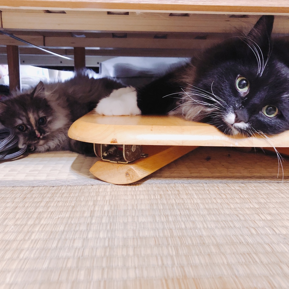 コゲのカバー写真